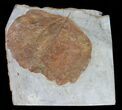 Detailed Fossil Leaf (Zizyphoides) - Montana #56685-1
